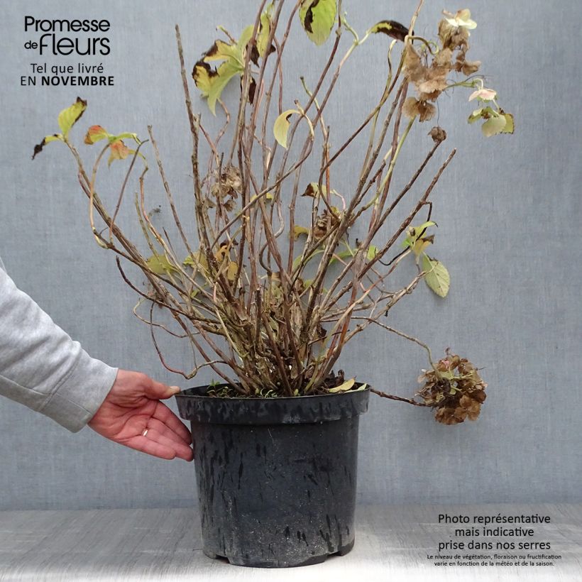 Example of Hydrangea macrophylla Soeur Thérèse - Bauernhortensie Topf mit 7,5L/10L as you get in automne