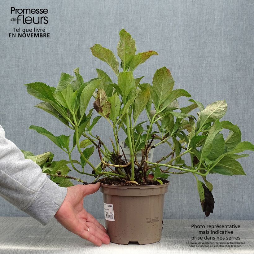 Example of Hydrangea macrophylla Soeur Thérèse - Bauernhortensie Topf mit 2L/3L as you get in automne