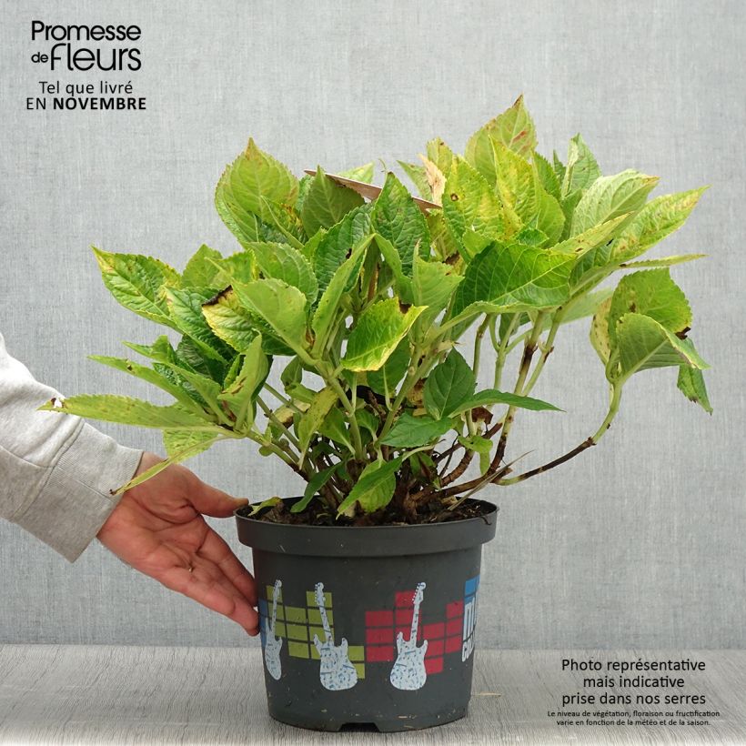 Example of Hydrangea macrophylla Soft Pink Salsa - Bauernhortensie Topf mit 4L/5L as you get in automne