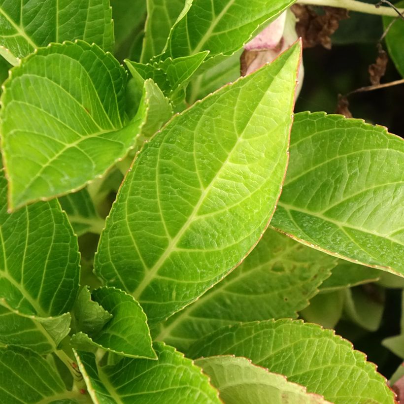 Hydrangea macrophylla Soft Pink Salsa - Bauernhortensie (Foliage)