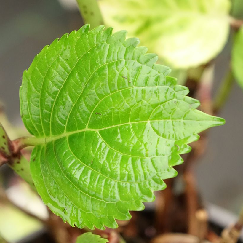 Hydrangea macrophylla Stellar Pink - Bauernhortensie (Foliage)