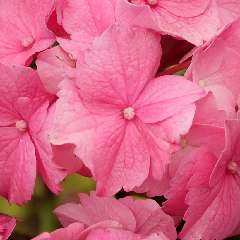 Hydrangea macrophylla Stellar Pink - Bauernhortensie (Flowering)