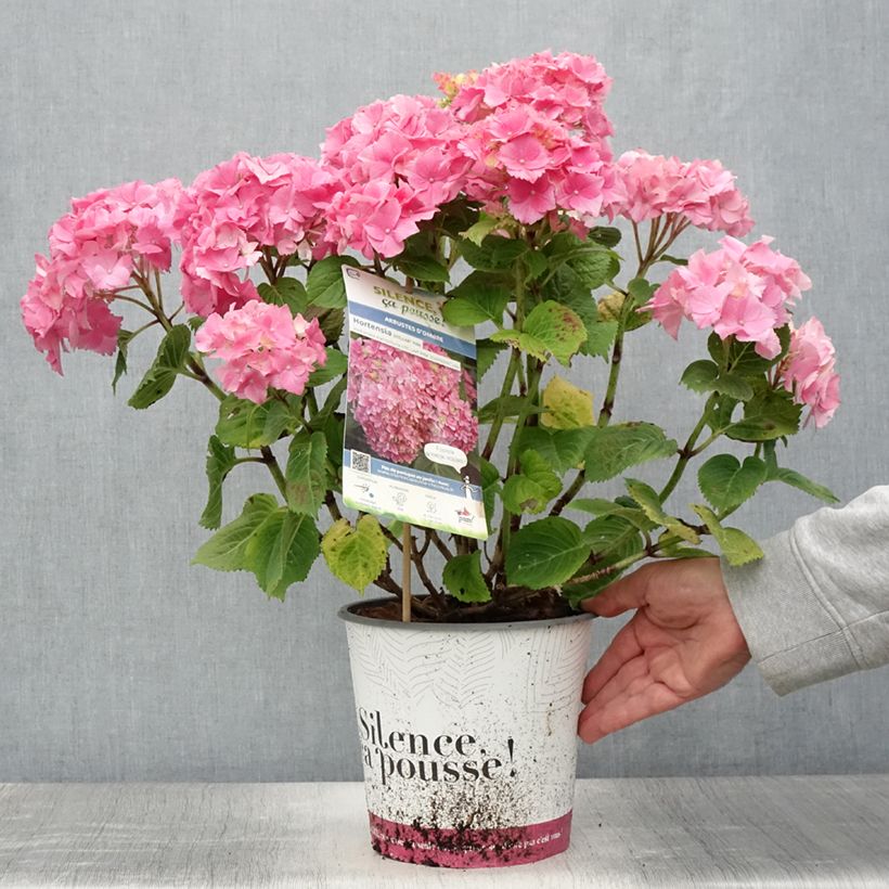 Example of Hydrangea macrophylla Stellar Pink - Bauernhortensie Topf mit 4L/5L as you get in ete