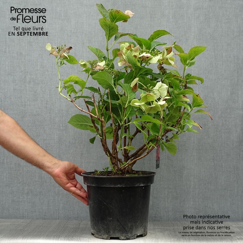 Example of Hydrangea macrophylla Teller Pink - Bauernhortensie Topf mit 7,5L/10L as you get in automne