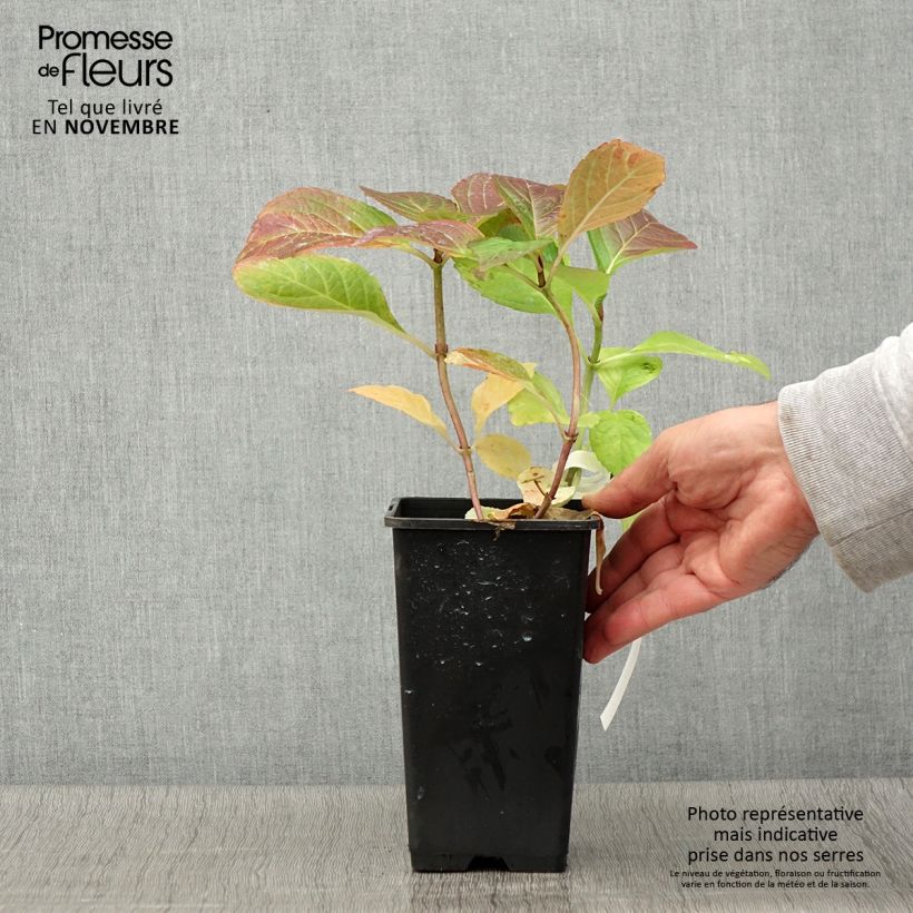 Example of Hydrangea macrophylla Tinkerbell - Bauernhortensie Topf mit 1,5L/2L as you get in automne