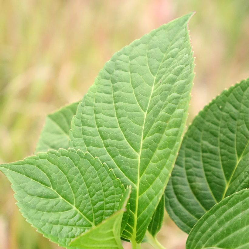 Hydrangea macrophylla Tinkerbell - Bauernhortensie (Foliage)
