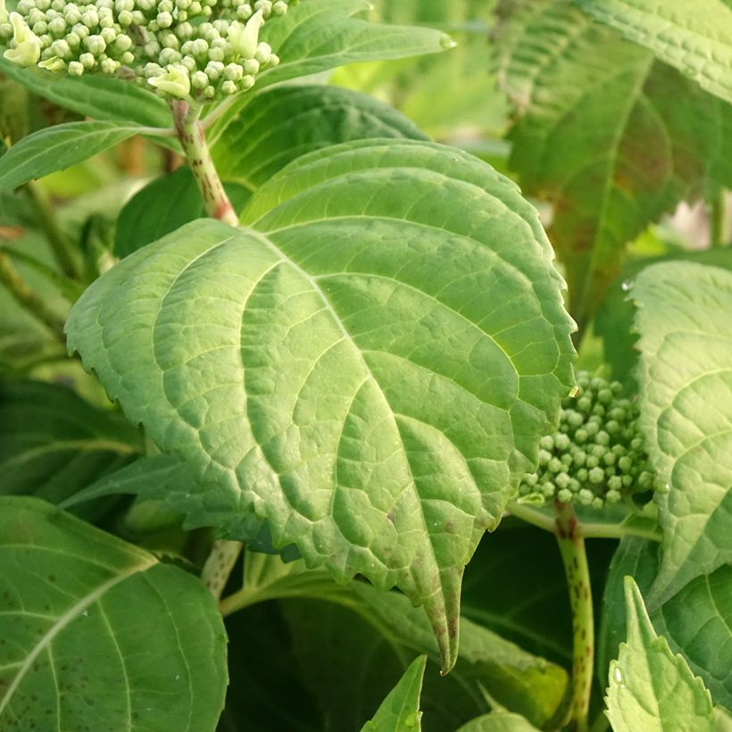 Hydrangea macrophylla Veitchii - Bauernhortensie (Foliage)