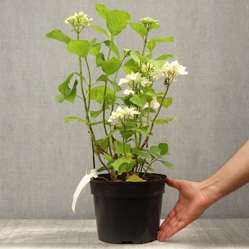 Exemplar von Hydrangea macrophylla Verdi - Bauernhortensie Topf mit 4L/5L wie im Sommer geliefert