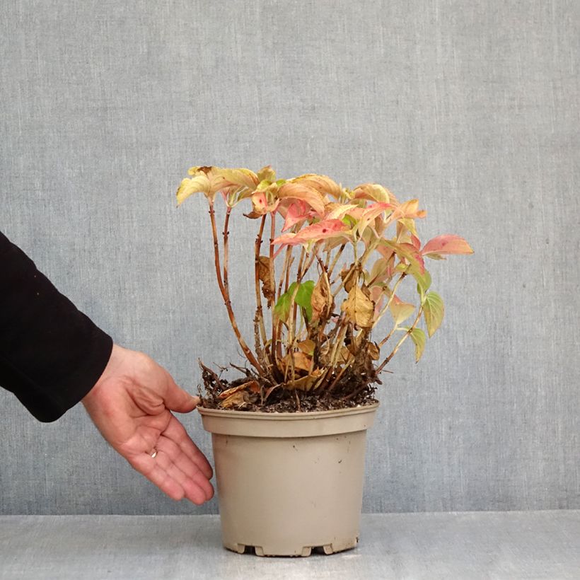 Exemplar von Hortensie - Hydrangea macrophylla Wudu wie im Herbst geliefert