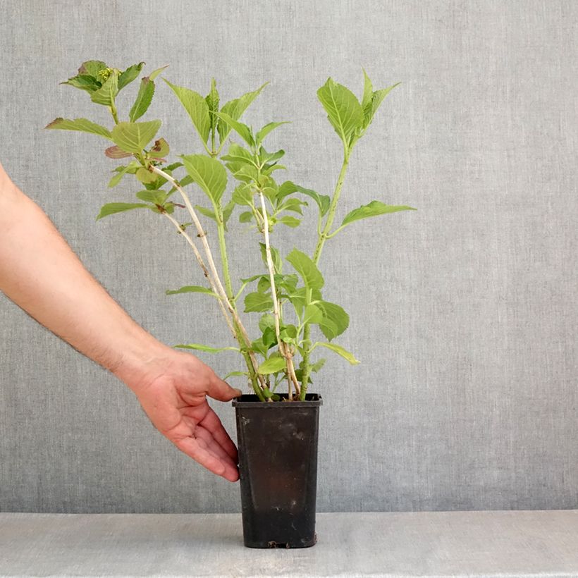 Exemplar von Hydrangea macrophylla You & Me 'Inspire' - Bauernhortensie Topf mit 1,5L/2L wie im Frühjahr geliefert