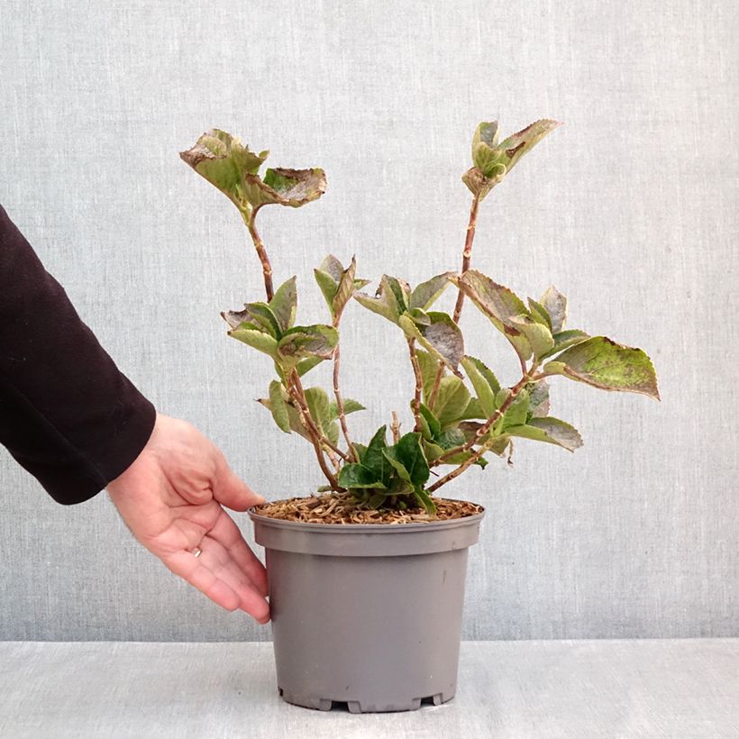 Exemplar von Hortensia - Hydrangea macrophylla You and Me Love Pot de 3L/4L wie im Herbst geliefert