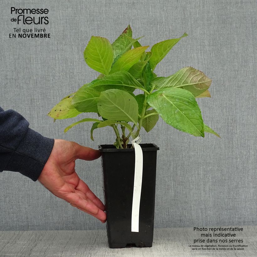 Example of Hydrangea macrophylla You and Me Romance - Bauernhortensie Topf mit 1,5L/2L as you get in automne