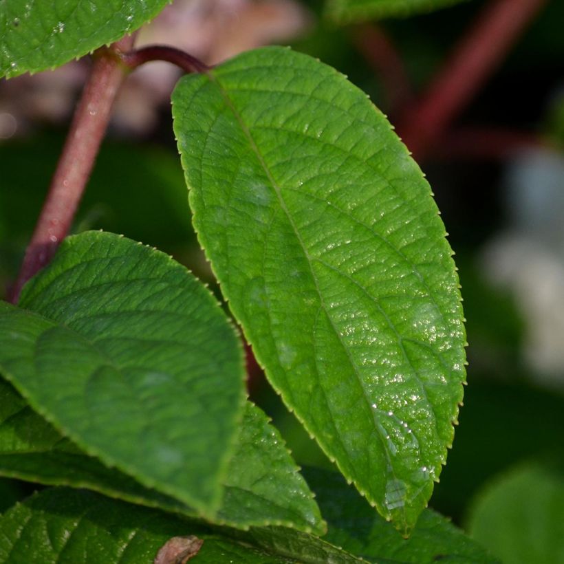 Rispenhortensie Bobo - Hydrangea paniculata (Foliage)