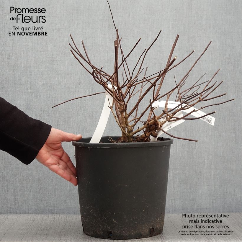 Example of Rispenhortensie Diamant Rouge - Hydrangea paniculata Topf mit 7,5L/10L as you get in automne