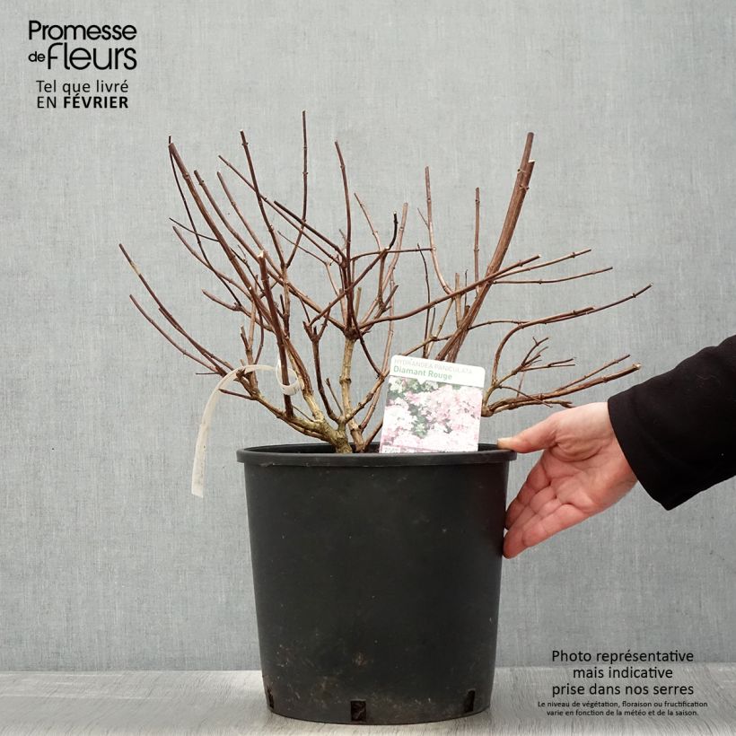 Exemplar von Rispenhortensie Diamant Rouge - Hydrangea paniculata Topf mit 7,5L/10L wie im Winter geliefert