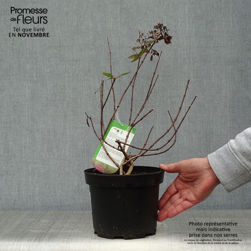 Example of Rispenhortensie Diamant Rouge - Hydrangea paniculata Topf mit 2L/3L as you get in automne