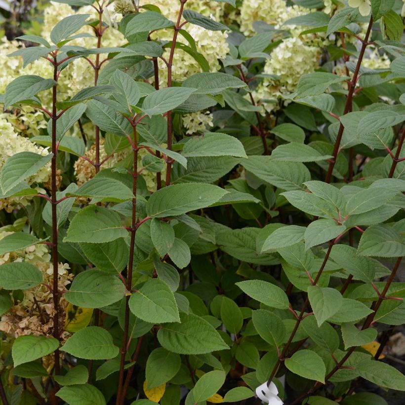 Rispenhortensie Early Sensation - Hydrangea paniculata (Foliage)