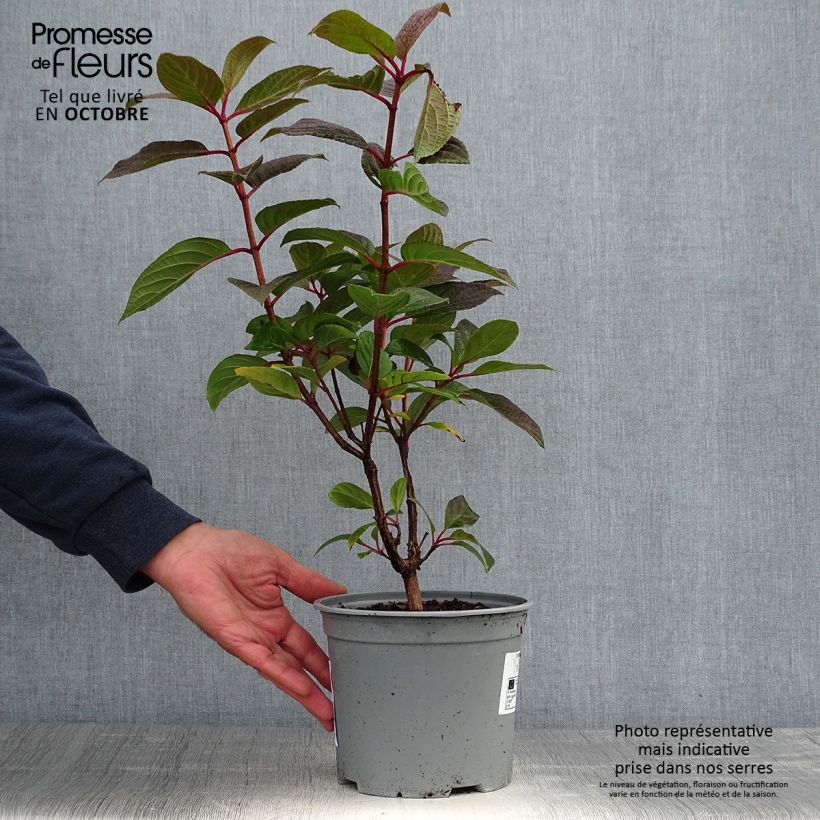 Example of Rispenhortensie Early Sensation - Hydrangea paniculata Topf mit 3L/4L as you get in automne