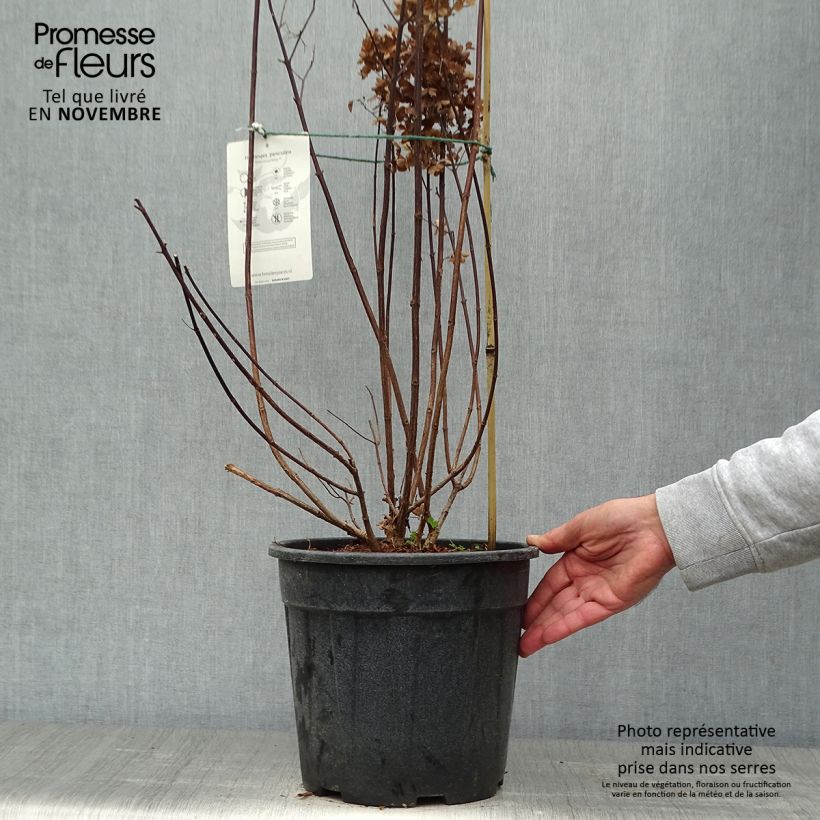 Example of Rispenhortensie Fraise Melba - Hydrangea paniculata Topf mit 7,5L/10L as you get in automne
