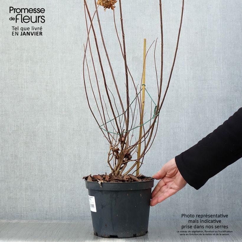 Exemplar von Rispenhortensie Graffiti - Hydrangea paniculata Topf mit 4L/5L wie im Winter geliefert