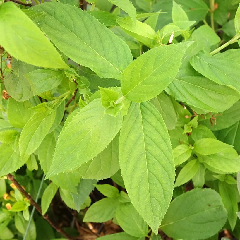 Rispenhortensie Graffiti - Hydrangea paniculata (Foliage)