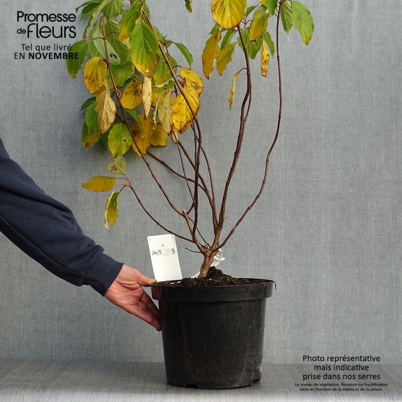 Example of Rispenhortensie Great Star Le Vasterival - Hydrangea paniculata Topf mit 7,5L/10L as you get in automne