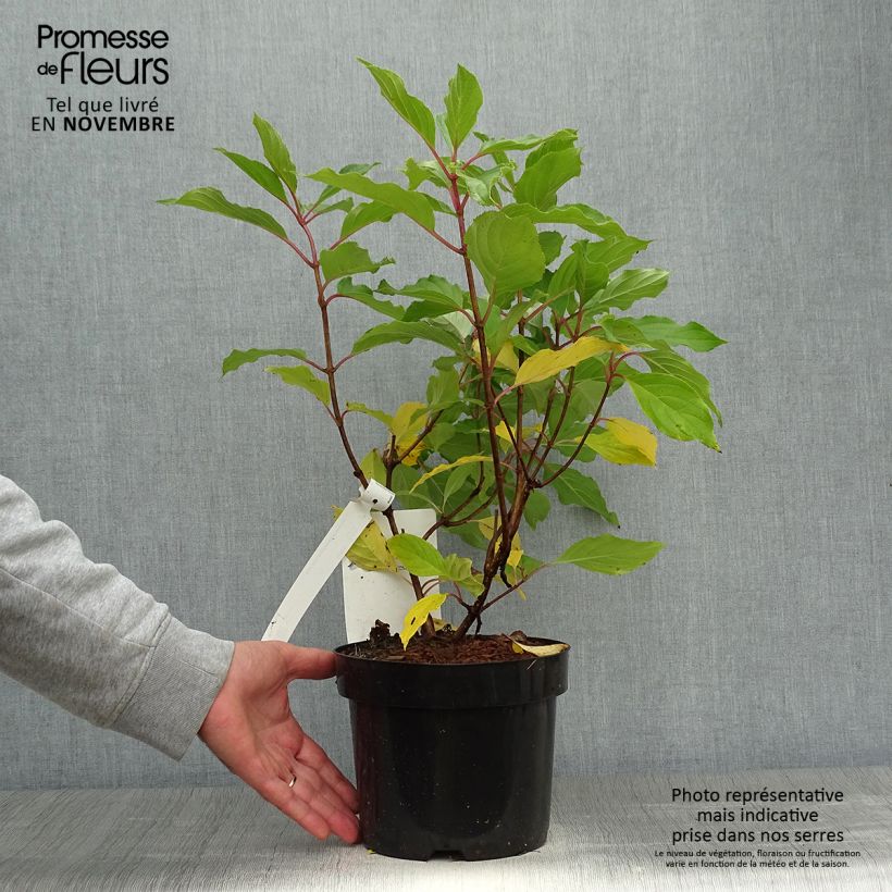 Example of Rispenhortensie Great Star Le Vasterival - Hydrangea paniculata Topf mit 3L/4L as you get in automne