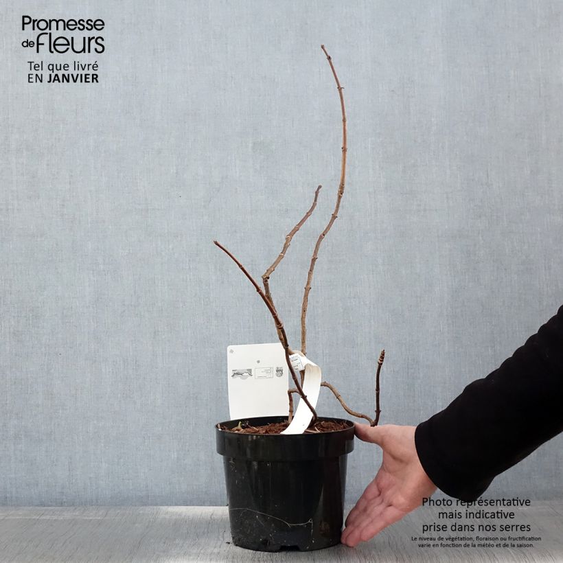 Exemplar von Rispenhortensie Great Star Le Vasterival - Hydrangea paniculata Topf mit 3L/4L wie im Winter geliefert