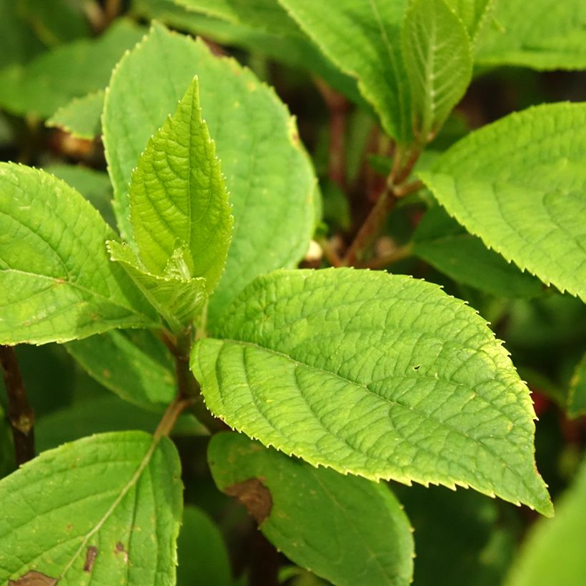Rispenhortensie Hercules - Hydrangea paniculata (Foliage)