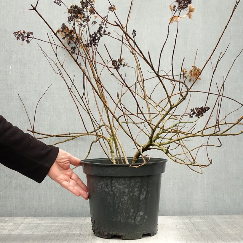 Example of Rispenhortensie Kyushu - Hydrangea paniculata Topf mit 7,5L/10L as you get in automne