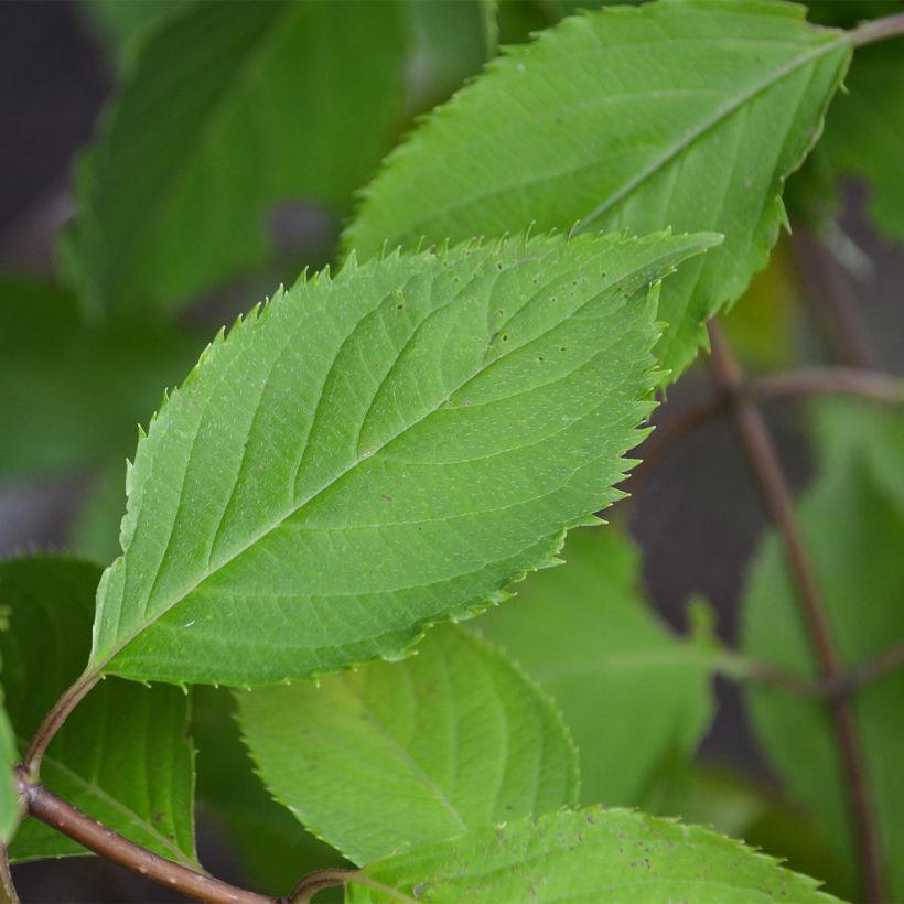 Rispenhortensie Levana - Hydrangea paniculata (Foliage)