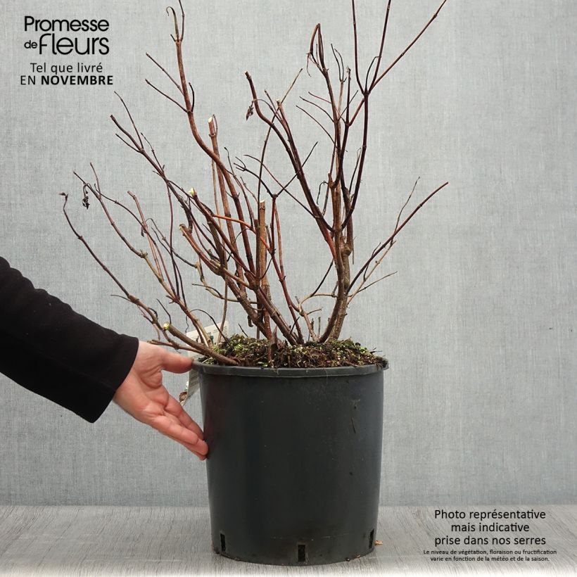 Example of Rispenhortensie Levana - Hydrangea paniculata Topf mit 7,5L/10L as you get in automne