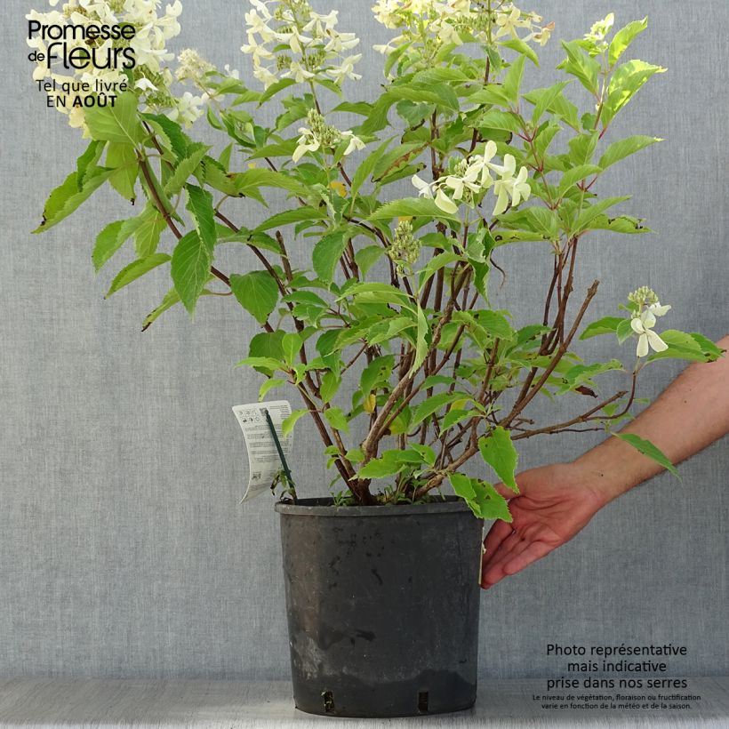 Exemplar von Rispenhortensie Levana - Hydrangea paniculata Topf mit 7,5L/10L wie im Sommer geliefert