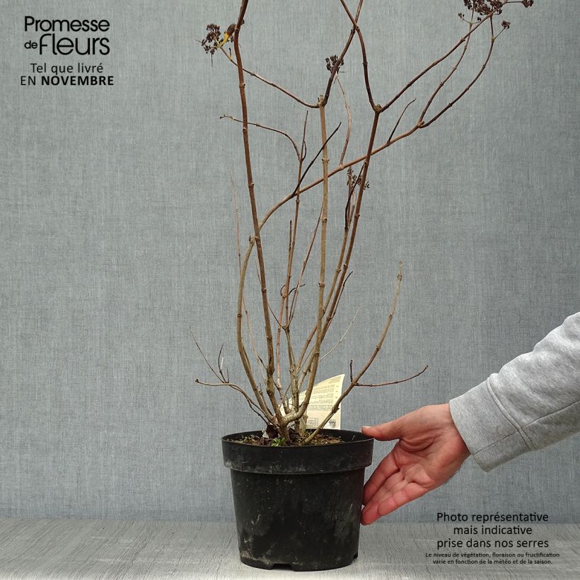 Example of Rispenhortensie Levana - Hydrangea paniculata Topf mit 3L/4L as you get in automne