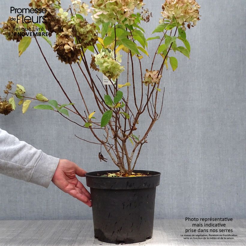 Example of Rispenhortensie Limelight - Hydrangea paniculata Topf mit 6L/7L as you get in automne