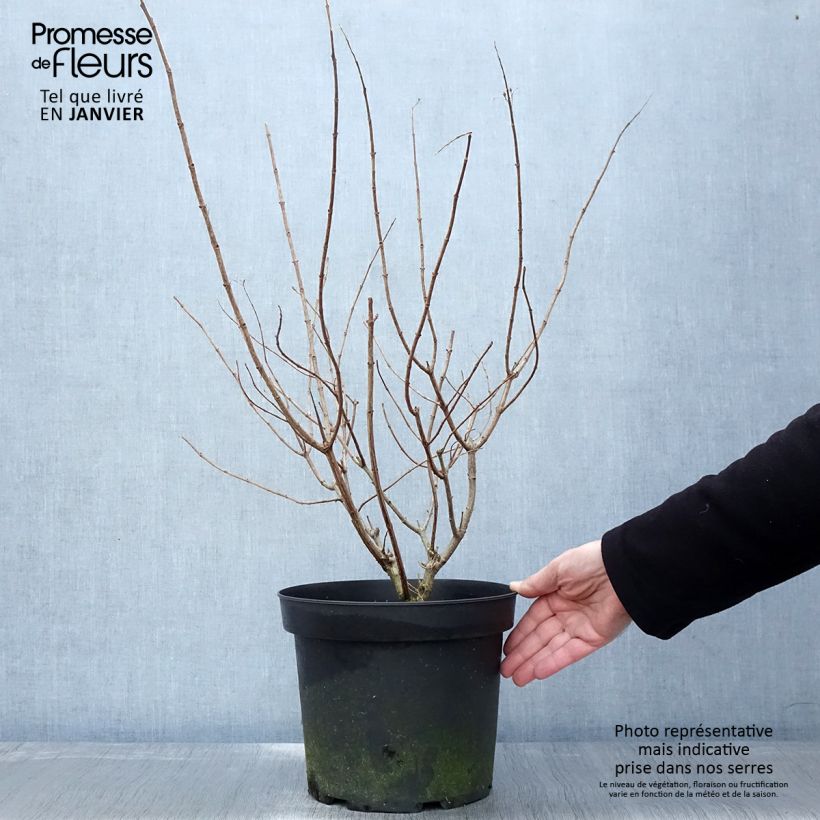 Exemplar von Rispenhortensie Limelight - Hydrangea paniculata Topf mit 6L/7L wie im Winter geliefert