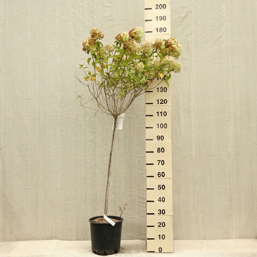 Example of Rispenhortensie Limelight - Hydrangea paniculata Topf mit 12L/15L as you get in ete