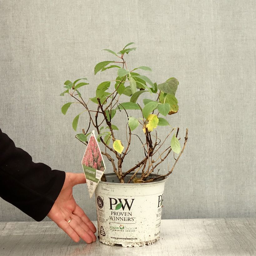 Example of Rispenhortensie Little Quick Fire - Hydrangea paniculata Topf mit 3L/4L as you get in automne