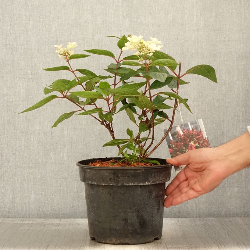 Example of Rispenhortensie Magical Vesuvio - Hydrangea paniculata Topf mit 4L/5L as you get in automne