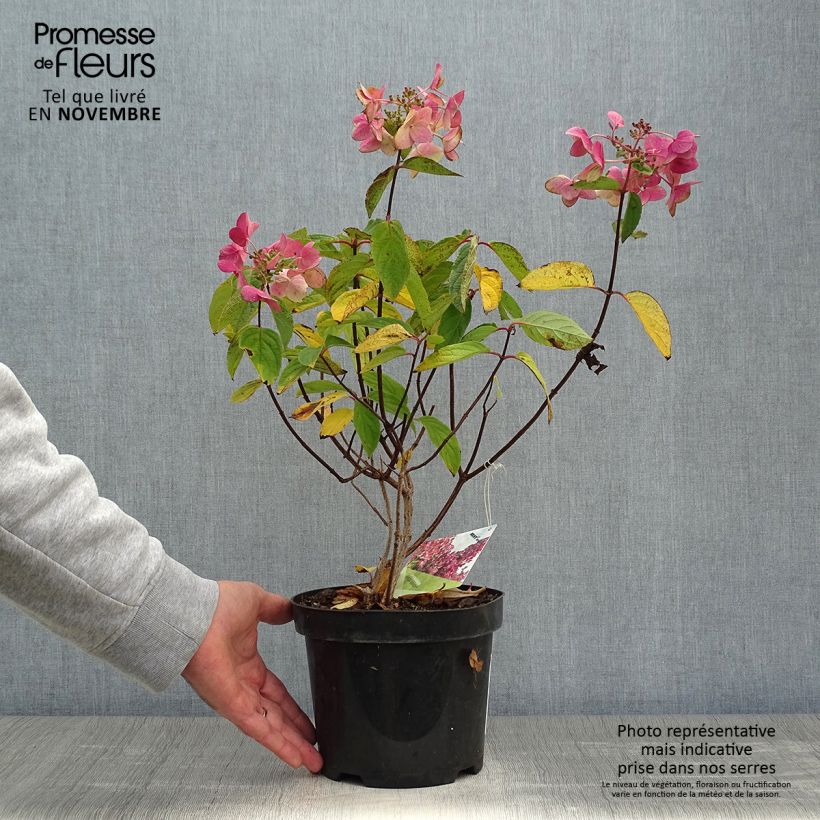 Example of Rispenhortensie Mega Mindy - Hydrangea paniculata Topf mit 2L/3L as you get in automne