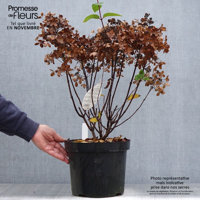 Example of Rispenhortensie Pastelgreen - Hydrangea paniculata Topf mit 7,5L/10L as you get in automne