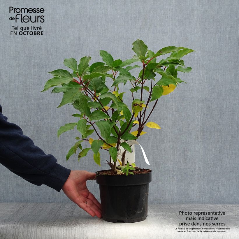 Example of Rispenhortensie Phantom - Hydrangea paniculata Topf mit 2L/3L as you get in automne