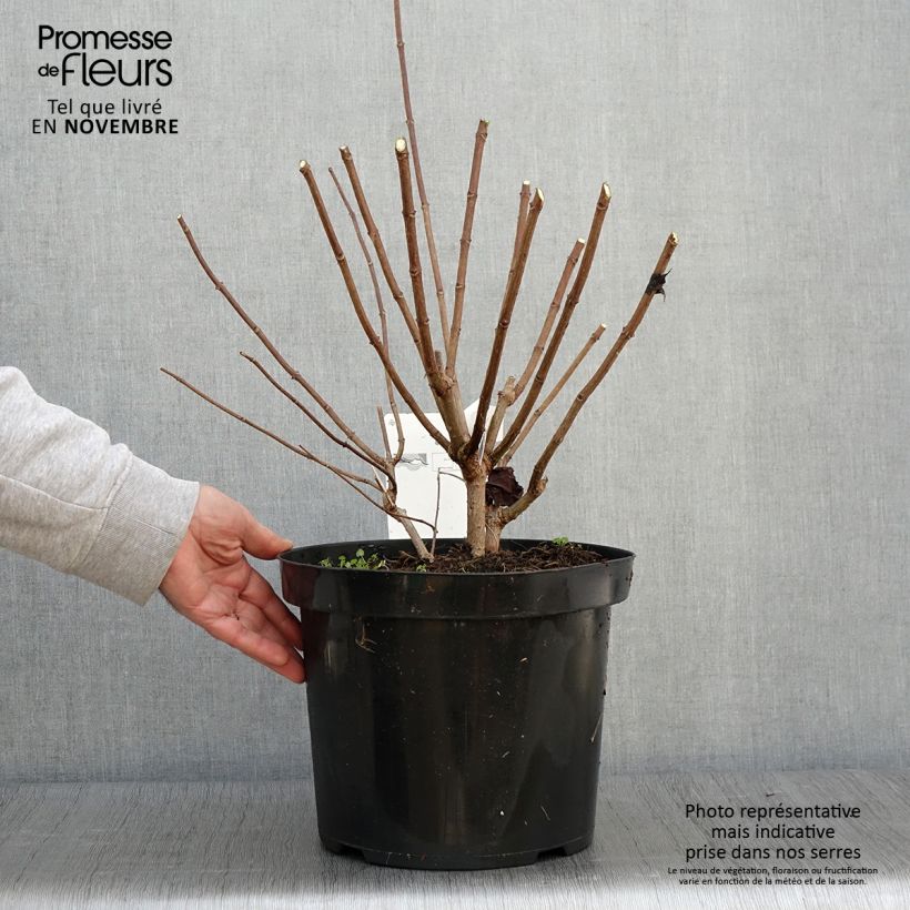 Example of Rispenhortensie Phantom - Hydrangea paniculata Topf mit 7,5L/10L as you get in automne