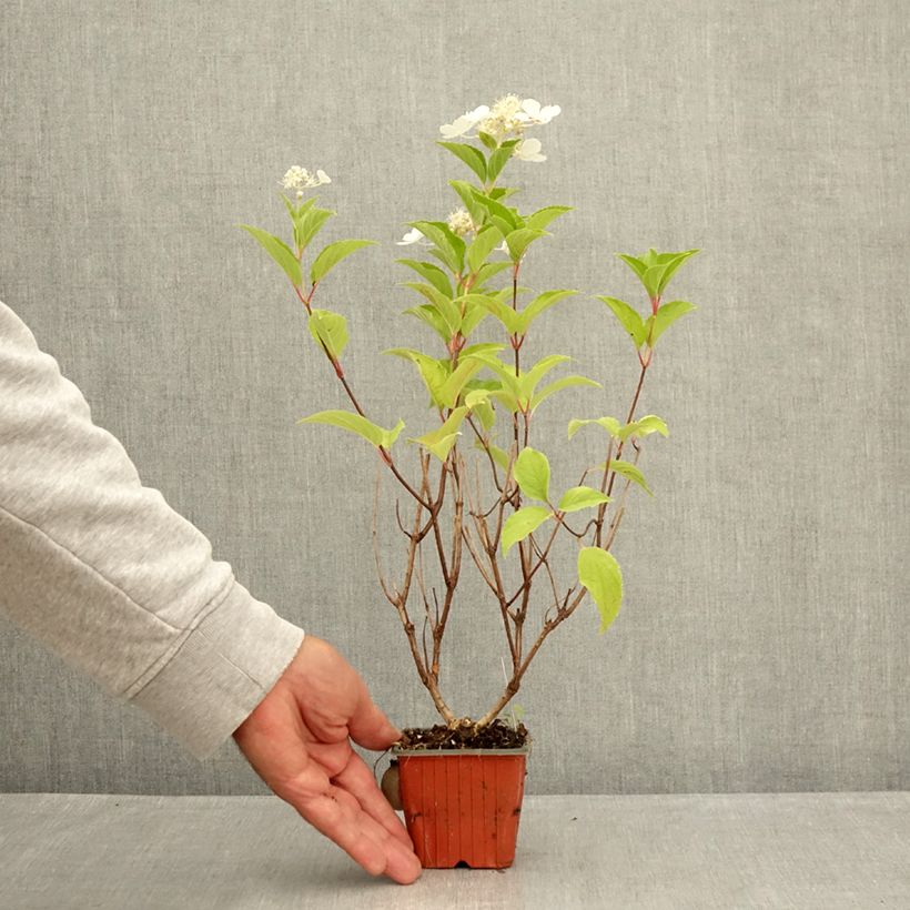 Example of Rispenhortensie Pink Diamond - Hydrangea paniculata Kleine Töpfe von 8/9 cm as you get in ete