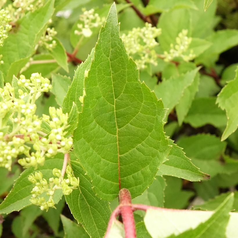 Rispenhortensie Pinkachu - Hydrangea paniculata (Foliage)