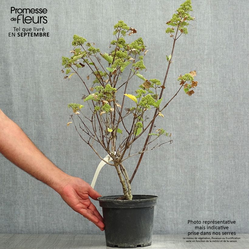 Example of Rispenhortensie Prim White - Hydrangea paniculata Topf mit 2L/3L as you get in ete