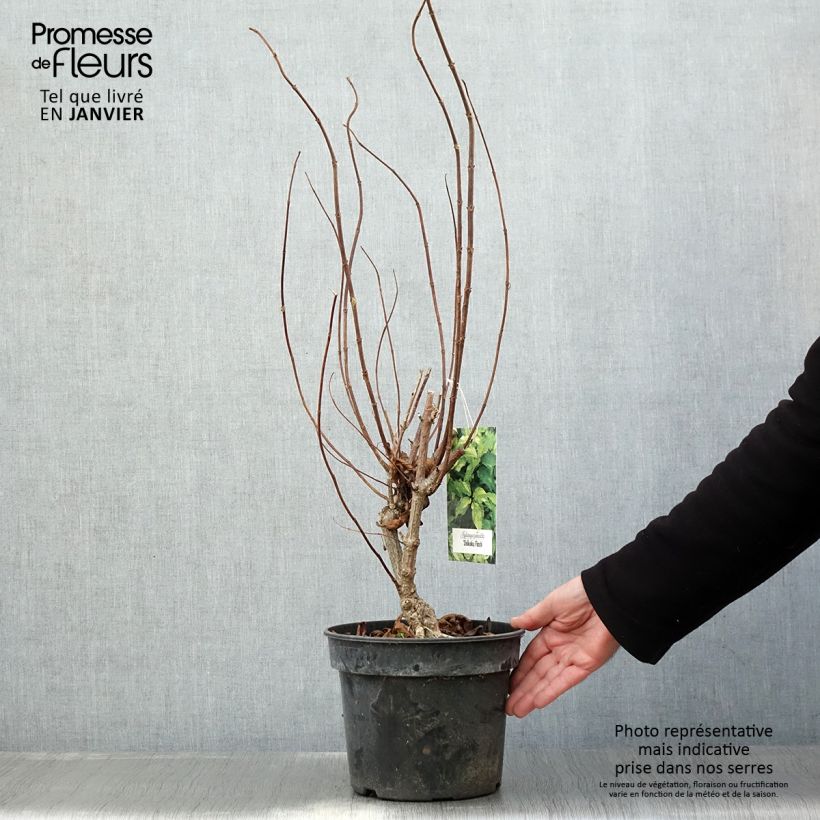 Exemplar von Rispenhortensie Shikoku Flash - Hydrangea paniculata Topf mit 3L/4L wie im Winter geliefert