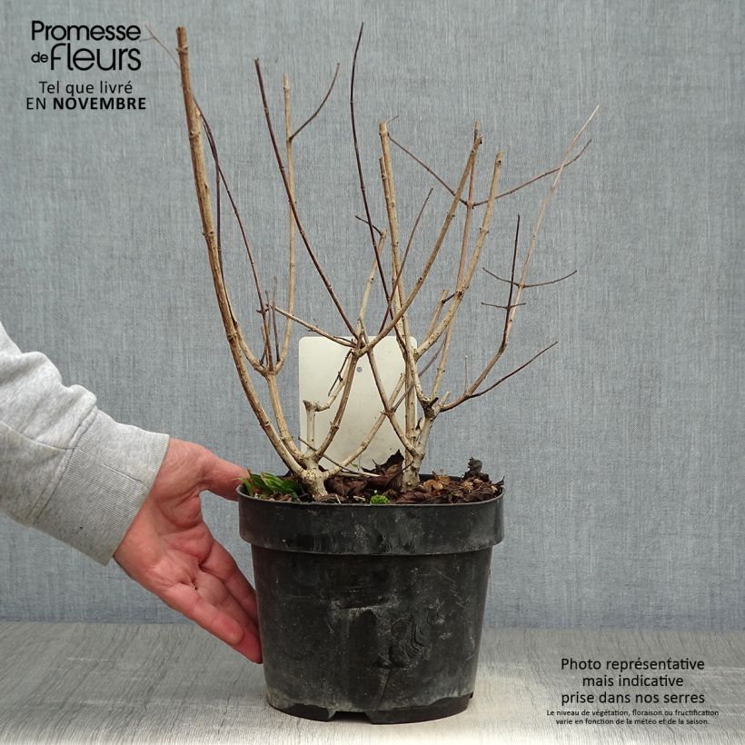 Example of Rispenhortensie Sundae Fraise - Hydrangea paniculata Topf mit 2L/3L as you get in automne
