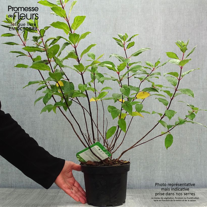 Example of Rispenhortensie Unique - Hydrangea paniculata Topf mit 2L/3L as you get in automne