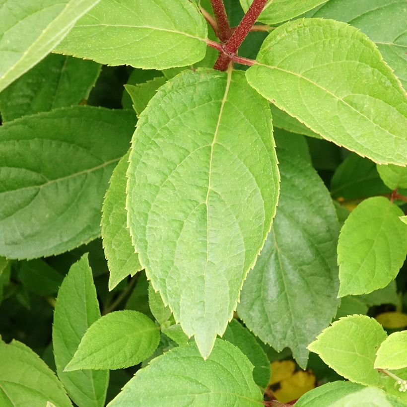 Rispenhortensie Unique - Hydrangea paniculata (Foliage)